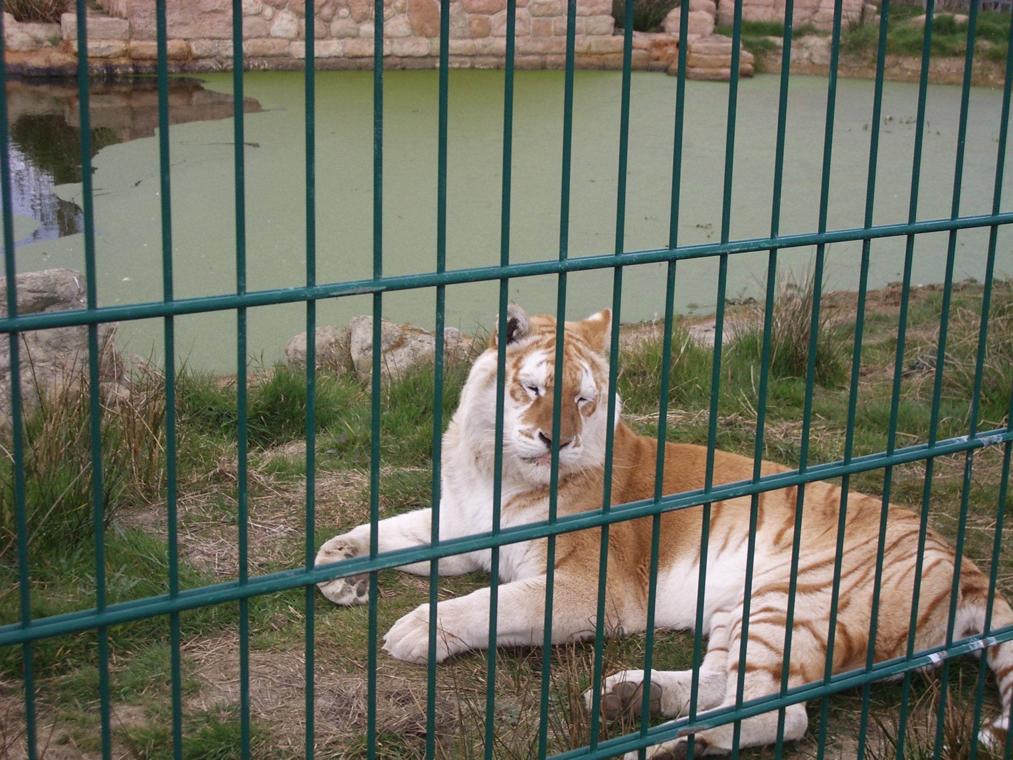 Selecting Zoo Fencing Animal Enclosures Blog Zaun Ltd